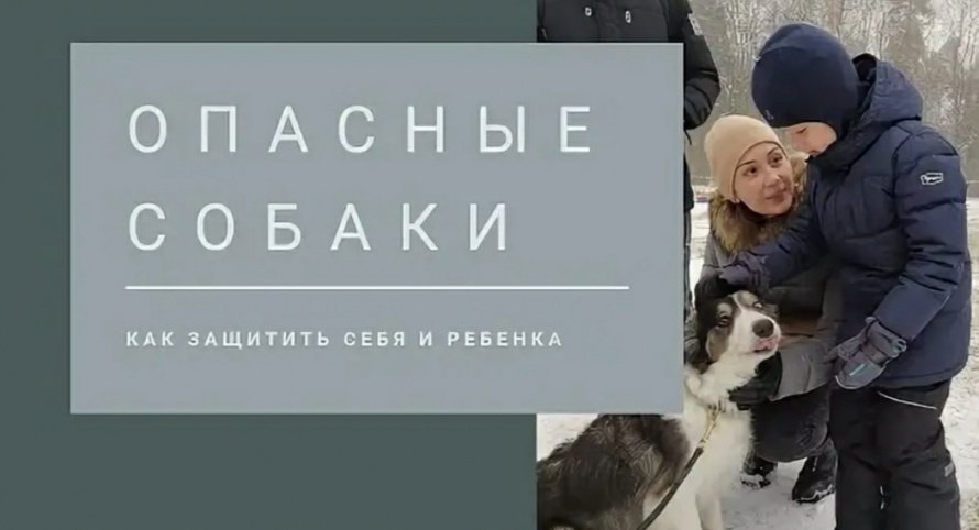 Как не стать жертвой собаки и не спровоцировать нападение