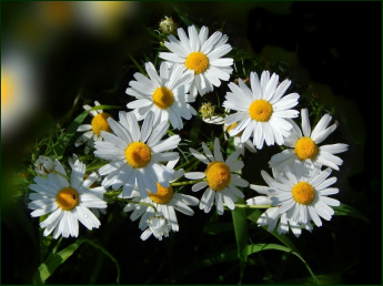 🌼8 июля отмечается удивительный праздник – День семьи, любви и верности. 🌼